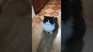 красавчик пушистый