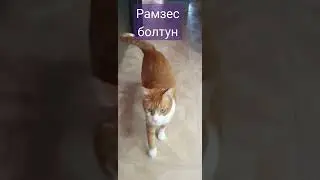 Кот говорун,  на каждый чих желает здравия.  #кот #рамзес #cat #ramzes