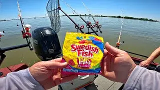 Crazy Fishing Bait Challenge! (THEY ACTUALLY WORK!?!?)