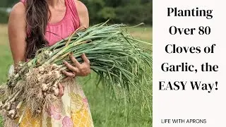 Planting over 80 cloves of garlic, the EASY way!