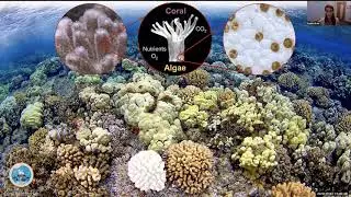 Local and global drivers of change, recovery, and resilience on coral reefs- Dr. Keisha Bahr