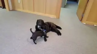 Sky playing