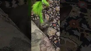 Friday evening playtime! Sweet Kitty! 😺 🐱 😸 🐈 😿