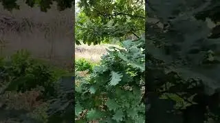 #авторскоестихотворение