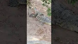 কুমিরের বাচ্চা || baby crocodile 🐊||RAS AL KHAIMAH ZOO