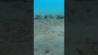 Who built this exquisite sand sculpture? 