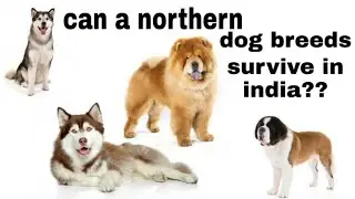 Can A Northern Dog Breeds Survive In India ?? || Pablo The Dobweiler || some people agree with this?