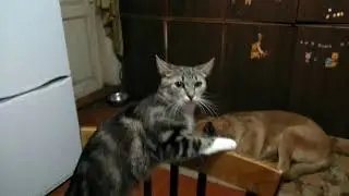 Реакция кошки на куркуму