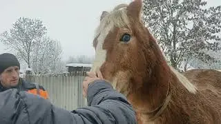 В Копыльском районе смотрим кобылу с бельмом в глазу😜