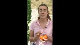 Tomates du potager : faut-il les manger tout de suite après récolte ?