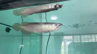 Red arowana