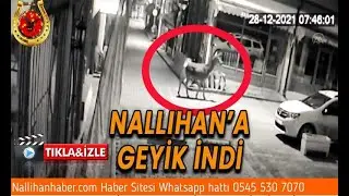 #Nallıhan'a geyik indi