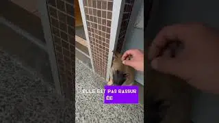 Réseaux Vs Réalité 🤣 #chiots #réseaux #reality #chiots #fypシ゚viral #shorts