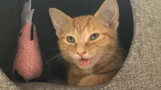 Baby kitten’s first day home