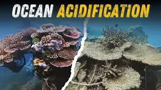 Ocean Acidification | The Hidden Threat to Our Oceans