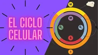 El Ciclo Celular explicado