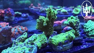 The Top 5 Corals for Under $50!