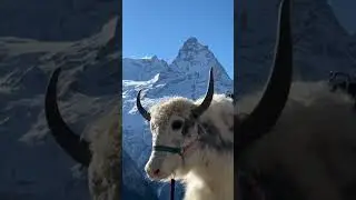 сердцеед Домбая,як Яша
