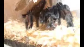 Паук Brachypelma emilia самка кормешка