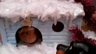 Звёздочка и собака . Чит. Опес.