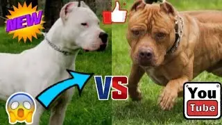 АРГЕНТИНСКИЙ ДОГ ПРОТИВ ПИТБУЛЯ- КТО СИЛЬНЕЕ!//БАТЛ СОБАК(A.B.B)