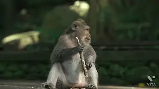 भाई भुख लगी हैं जोरसे तो लकडी खा लेता हू 🐒🙉🙈#short #shorts #monkey #animal