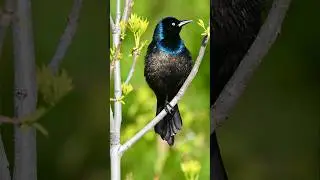 #shorts #grackle #birdcalling