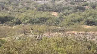 First coyote taken with the Rok-Stedi P242 bipod. 180 YARDS!