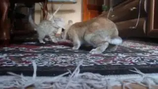 Странный зверь