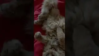 Не дают поспать 🦎 lilsk8_kitty