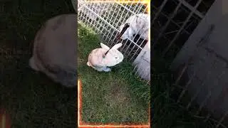 Desperato met 2 wild bunny's OMG o.O