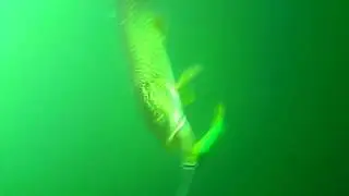 Slow motion pike attack at Savage Gear 3D Roach in firetiger color