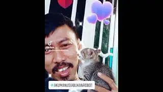 kucing lucu