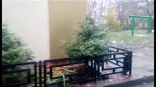 Им расти и радовать завтра и сейчас.