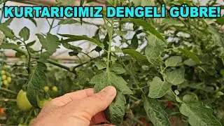 TAM DA DENGELİ GÜBRE ZAMANI... #uzaktantarimsaldanişmanlik #domates