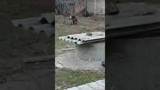 Собачки резвятся...