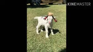 Música top5  fotos de cabrita