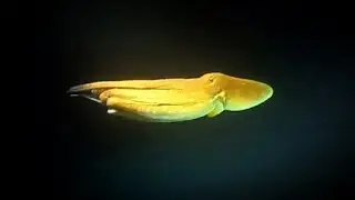 Amazing Octopus hunting at night changing shape colours and textures camouflage coral transformation