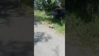 Конек-горбунек  Гоша.
