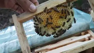 Нуклеусы 4 в 1 на рамку мини плюс