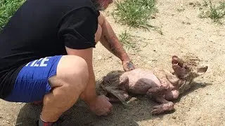 The little puppy was lying and hoping for help! But people were afraid to approach him ...