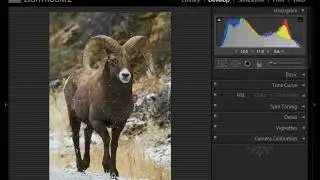 Yellow Wood Guiding - Wildlife Composition Part 2