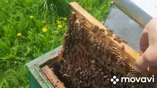 Как обстоят дела на пасеке