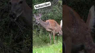 Gotta pee! #lol #deer #deerhunting #hunting #archery #wildlife #outdoors #shorts #short #subscribe