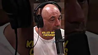 Joe Rogan's Precious Chicken 🤣😂 #jre #comedy #shorts