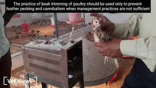 Debeaking (Beak trimming)