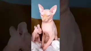 котики проснулись #юмор #смех #cat