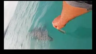 Дельфин в море ест из рук рыбака