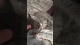 Чарли спит 🐈🐈🐈