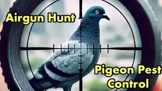 Silent Precision: Airgun Pigeon Hunting Adventure